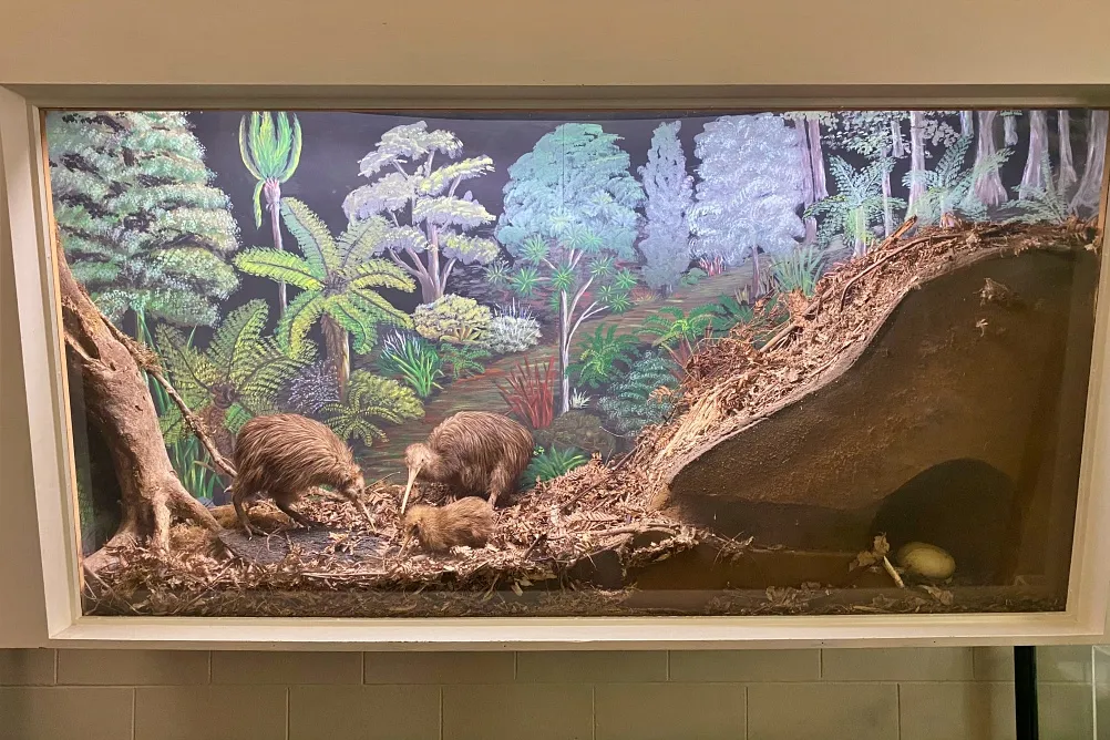 Best Places to See Kiwi in New Zealand’s North Island